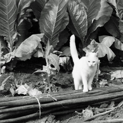 Katt-Tobaksodling-Spett-Snus-och-Tändsticksmuseum