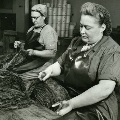 Tuggtobak Handstripning Uppsättning Arvika Snus- och Tändsticksmuseum