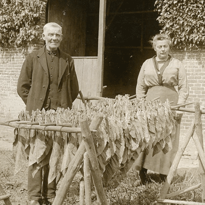 Odling Käppning Tobaksblad Snus och Tändsticksmuseum