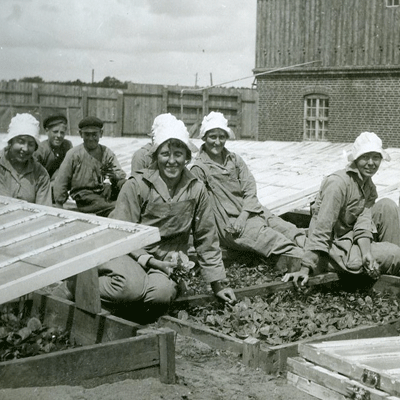 Odling Tobaksplantor Drivhus 1920-tal Snus och Tändsticksmuseum